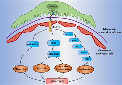 Role of VEGF-A and LRG1 in Abnormal Angiogenesis Associated With Diabetic Nephropathy